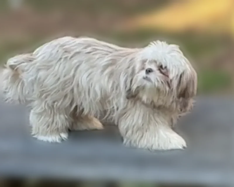 Lost dog, Winterberry Lane, South Kingstown - female shih tzu - photo