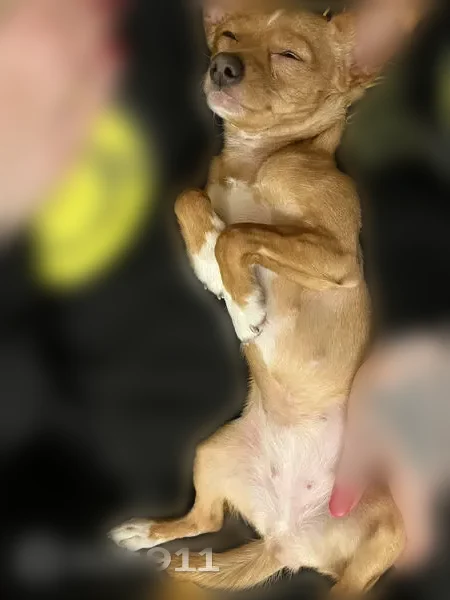 Lost dog, East Broadway, Logansport - very small and sweet - photo