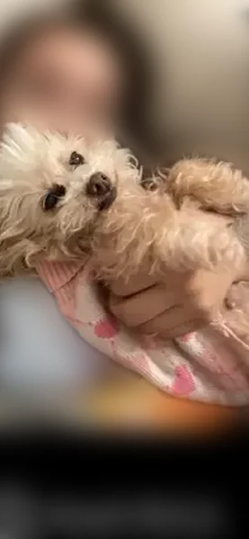 Lost dog, Bassler Street, North Las Vegas - female, brown and tan, about 7lbs - photo