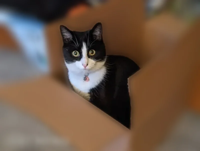 Lost cat, Sandy Bank Road, 555, Ardmore - black and white tuxedo female - photo