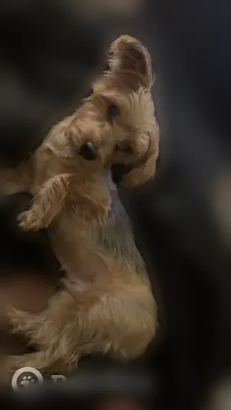 Lost dog, Phoenix, Arizona - medium/small tan and brown male - photo