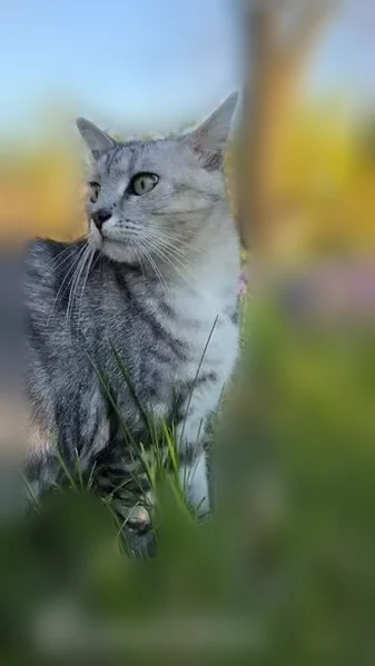 Lost cat, Tower Place, 717, Covington - 2 year old female gray tabby - photo