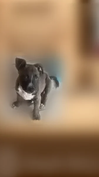 Lost dog, Navidad Drive, Mission Bend, Columbus - photo