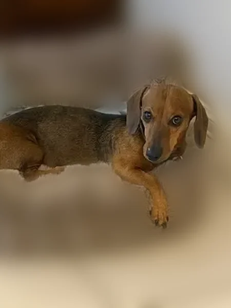 Lost dog, Homestead Meadows South, El Paso - male brown dachshund - photo