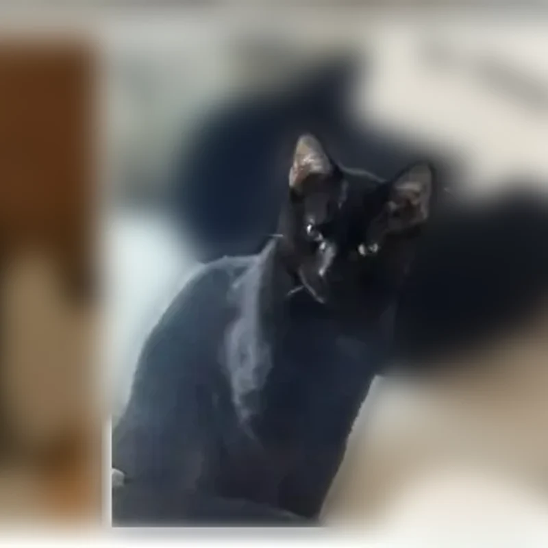 Lost cat, South Lovers Lane, Lone Jack - male, mostly black - photo