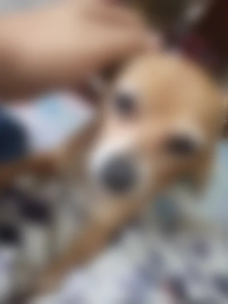 Missing dog Female, Prescott Valley (usl535681) - photo