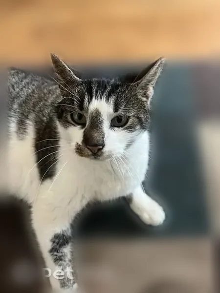 Lost cat, Grapevine Village, 50, Morgantown - female with tabby patches - photo