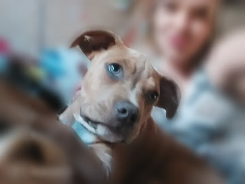 Lost dog, Commerce Street, Grenada - female with a star-shaped white spot - photo