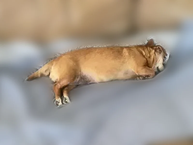 Lost dog, Laurel Park Avenue, Las Vegas - small chihuahua mix - photo