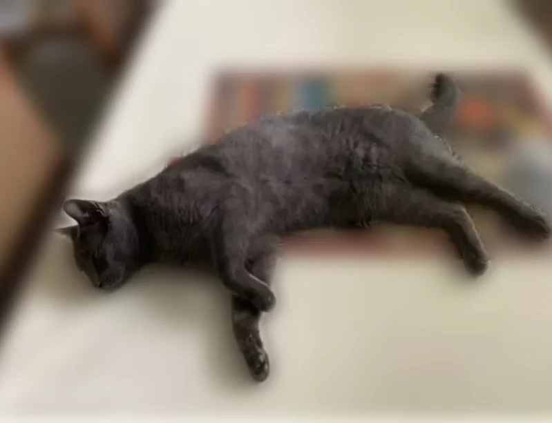 Lost cat, Grand Avenue, Glenolden - male Russian Blue with green eyes - photo