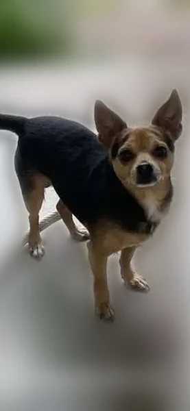 Found dog, Dallas Street, Fort Smith - male brown and black mix - photo