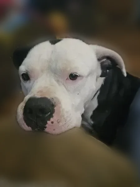 Lost dog, Miranda Road, 112, Louisville - black and white, older - photo