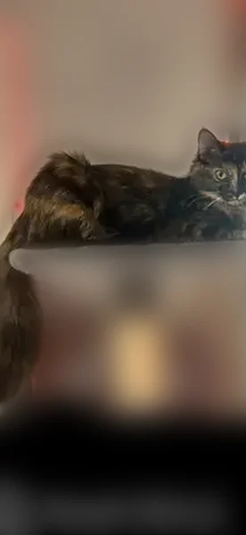 Lost cat, Shafer Drive, Murfreesboro - female tortoiseshell - photo