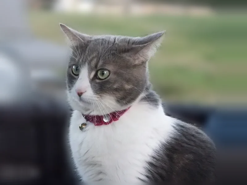 Lost cat, Paxson Road, Purcellville - female shorthair with pink collar - photo