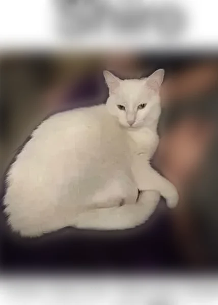 Lost female cat, Hillview Drive, Glen Burnie - solid white coat with yellow eyes - photo