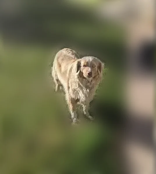 Found dog, Joshua Road, Oak Hills - Australian shepherd, very friendly - photo