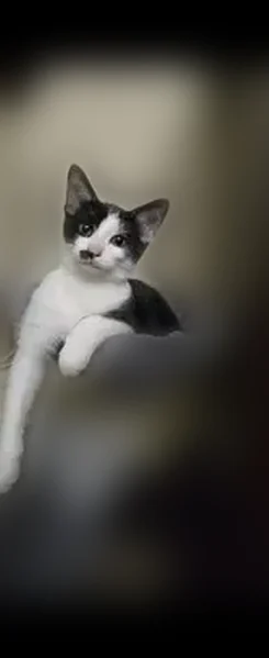 Lost cat, Locust Court, Briarwood - black with white chest and paws - photo