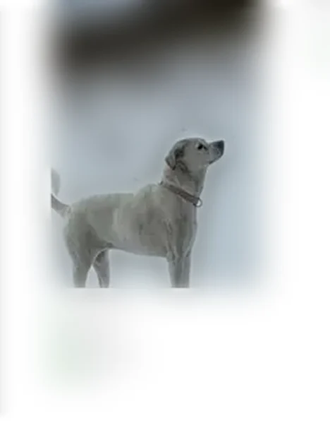 Lost dog, Midkiff, Garden City - Dixie with brown spots - photo