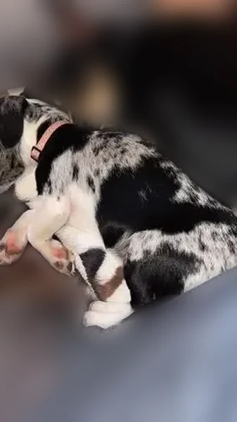 Lost dog, County Road 3657, Springtown - black and white dapple - photo