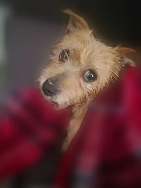 Found dog, Savannah, Georgia - female wire hair Terrier - photo