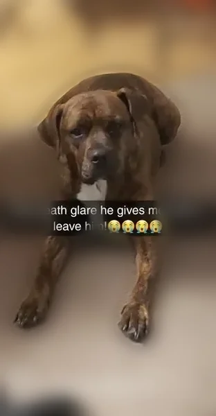 Lost dog, Mesa, Phoenix - Brindle Pitbull Rottweiler mix - photo