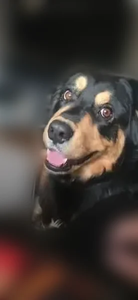 Lost dog, Wood Cove Drive, 110, Coventry Lake - female with pink collar - photo