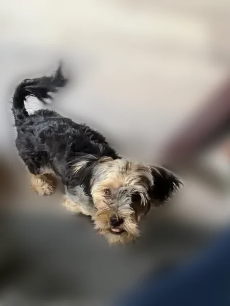 Lost dog, Fort Collins, Colorado - small and very friendly - photo