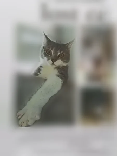 Lost male cat, Tuttle Road, 343, Rural Hall - gray and white with brown almond-shaped eyes - photo