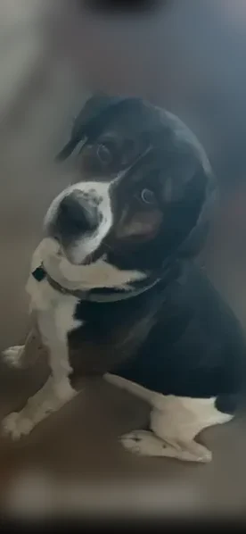 Missing dog Male, Arlington (usl535753) - photo