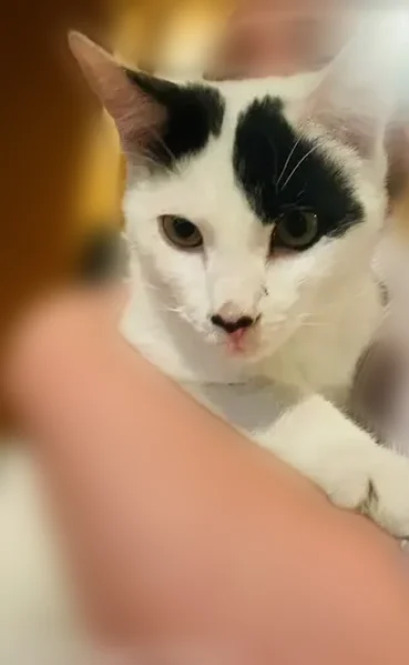 Found cat, Windermere Avenue, Drexel Hill - single white stripe on black tail - photo