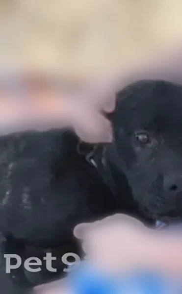 Lost dog, U.S. 23, 4281, Alpena - black with brown brindle - photo