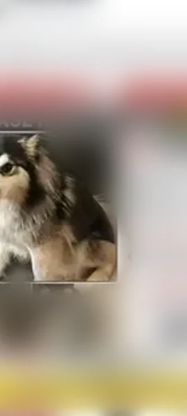 Lost dog, Pittsburgh, Pennsylvania - black and white, friendly female - photo