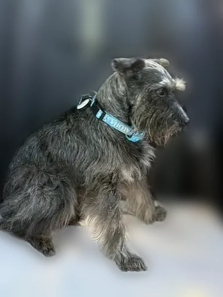 Lost dog, Hobbie Brook Cove, Montgomery - elderly male miniature schnauzer - photo