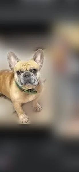 Lost dog, Twin Brooks Drive Southeast, 1764, Marietta - male with green collar - photo