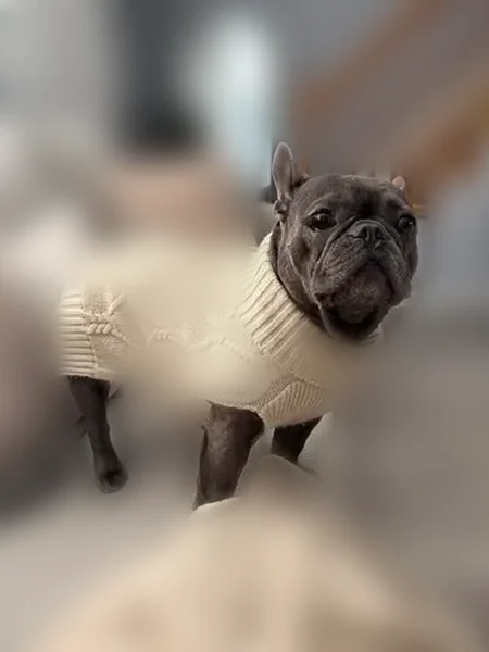 Lost dog, Bismark Street, Providence - male with a mole in his eye - photo