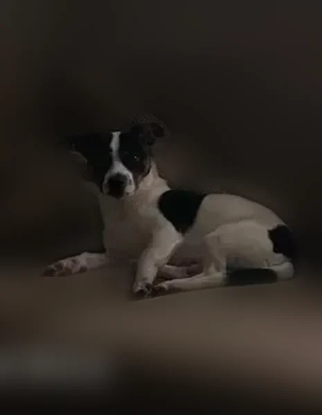 Lost dog, Macarthur Park Lane, Oklahoma City - shy, white with black and brown spots - photo