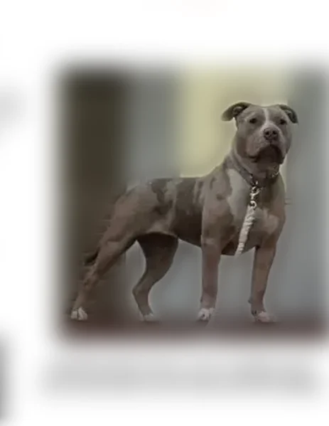 Lost dog, West 29th Place, Cicero - female, hyper and loves to jump - photo