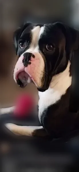 Lost dog, I 40, 6088, Nashville - male with Illinois-shaped mark - photo