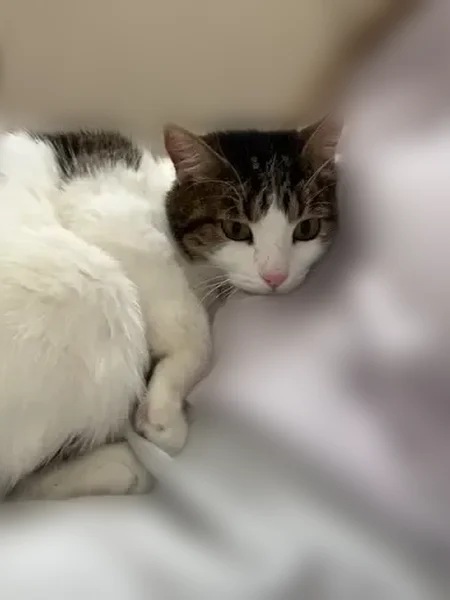 Lost cat, Glen Meadow Drive, Sparks - female with pink glittery collar - photo