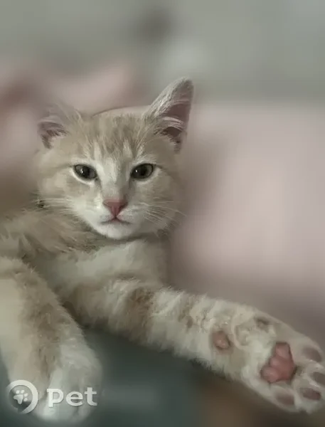 Lost cat, Ogden Avenue, Downers Grove - young and friendly - photo