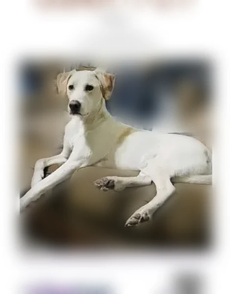 Lost dog, Timberjack Lane, Jacksonville - male lab mix - photo