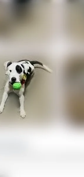 Missing dog Female, Jacksonville (usl535781) - photo