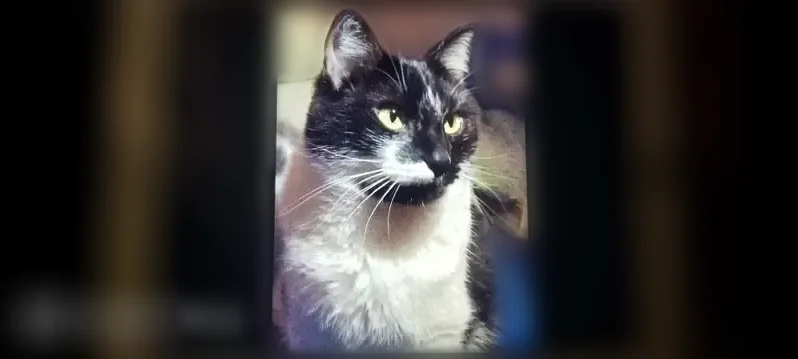 Lost cat, Claymoor Court, Chesterfield - black and white tuxedo - photo