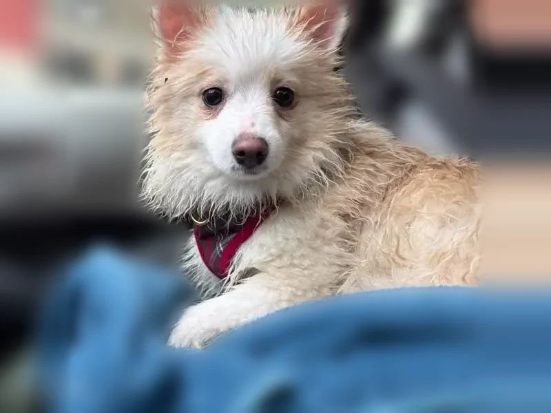 Found dog, 4th Avenue, Brooklyn - photo