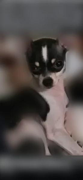 Lost dog, Solenberger Way, Eagle Point - female Chihuahua - photo