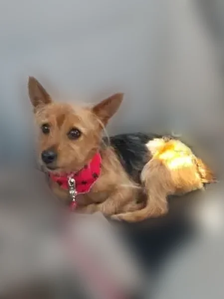 Missing dog Male, Grand Rapids (usl535790) - photo