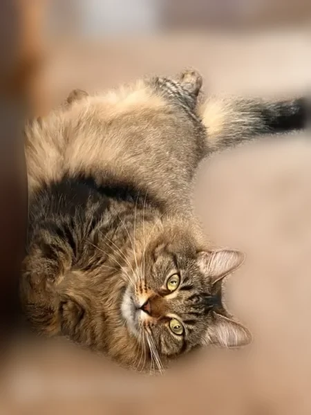 Lost cat, 11 Mile Road, Battle Creek - female with green eyes - photo