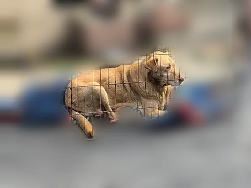 Found female dog, South Maple Avenue, Montebello - light coloring around the eyes - photo