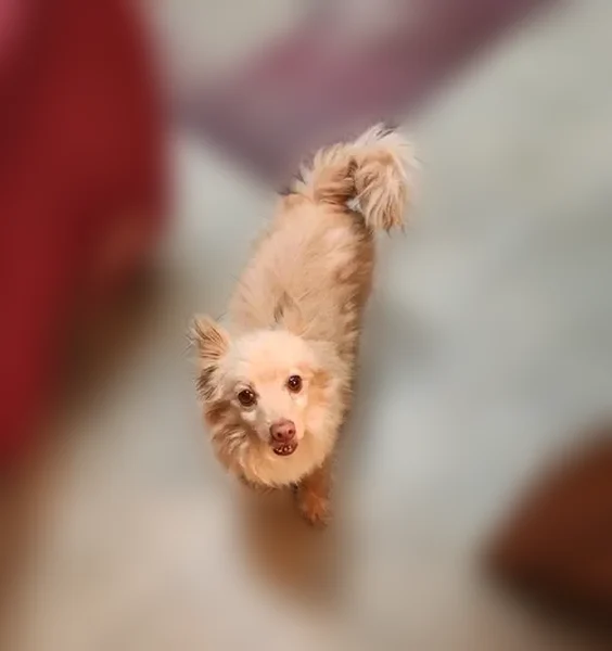 Found female dog, Arroyo Del Oso Avenue Northeast, Albuquerque - chihuahua/pomeranian mix - photo