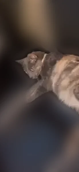 Lost cat, Andalusia, Pennsylvania - female, pregnant, and very friendly - photo